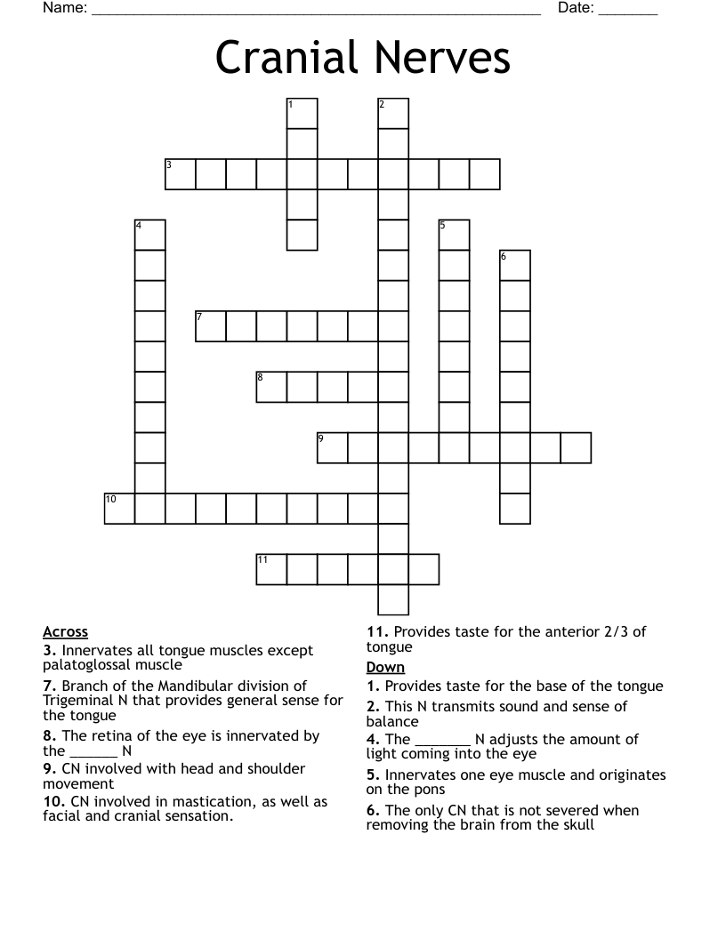 Cranial Nerves  Crossword