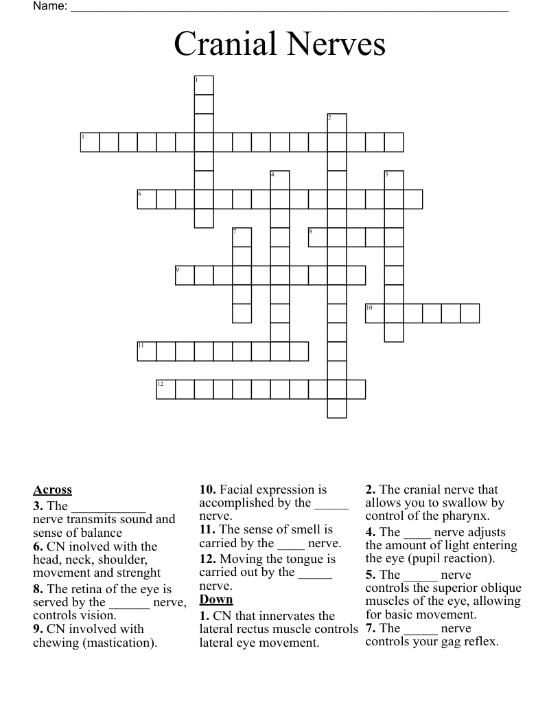 Cranial Nerves  Crossword