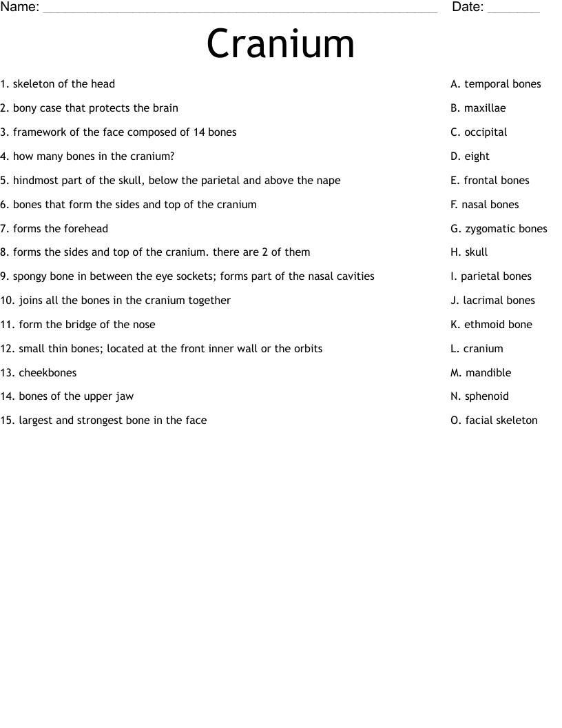 Cranium  Worksheet