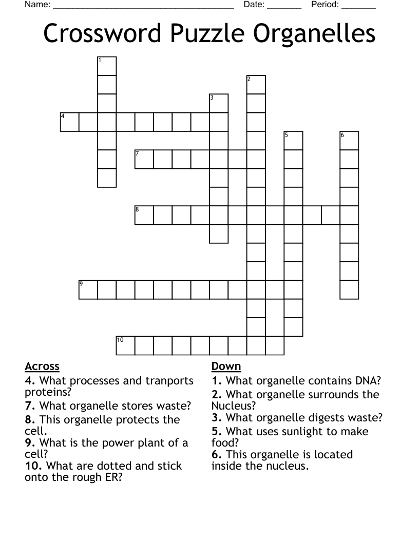 Crossword Puzzle Organelles