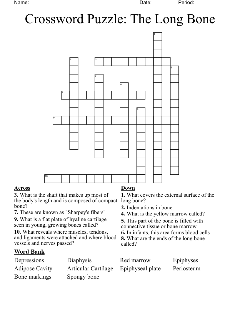 Crossword Puzzle: The Long Bone