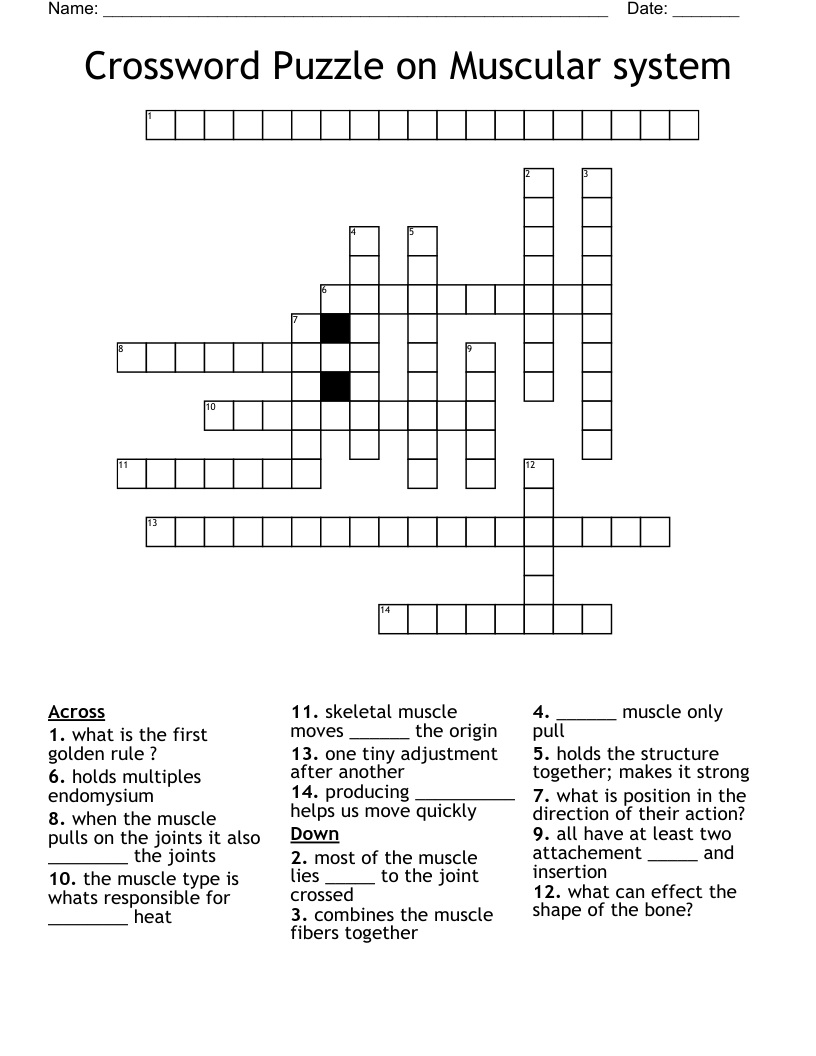 Crossword Puzzle on Muscular system