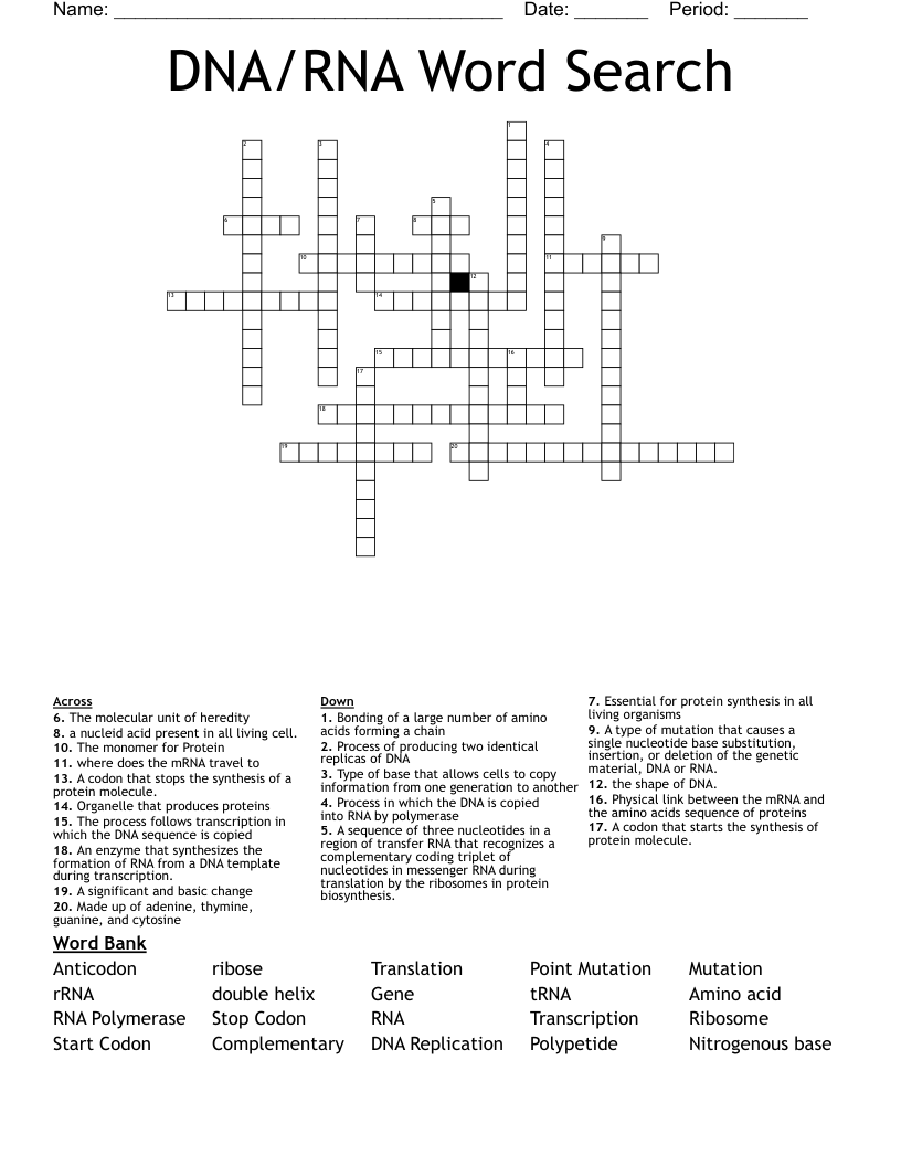 DNA/RNA Word Search Crossword