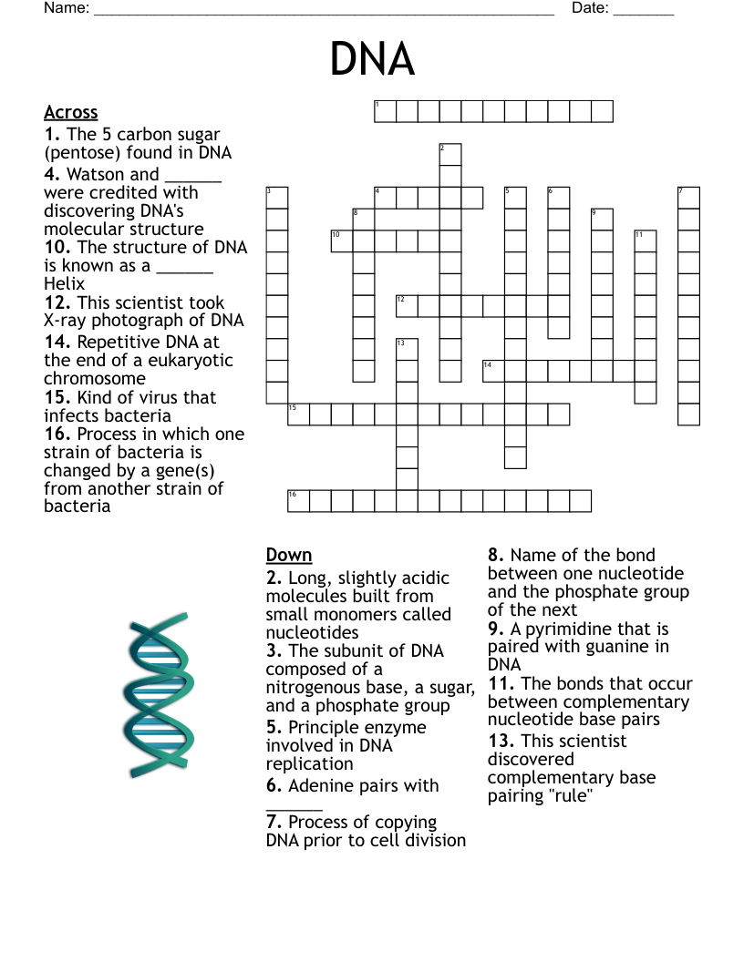 DNA Crossword