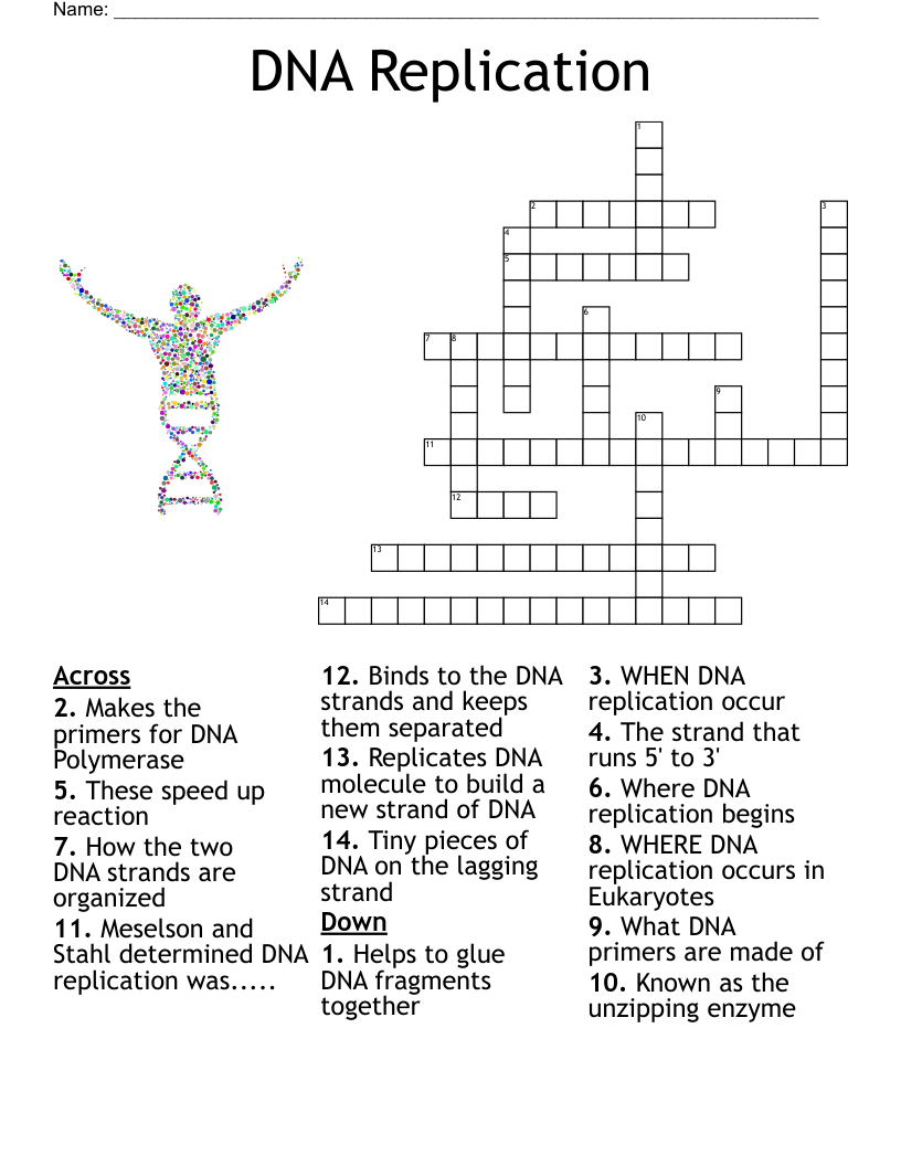 DNA Replication Crossword