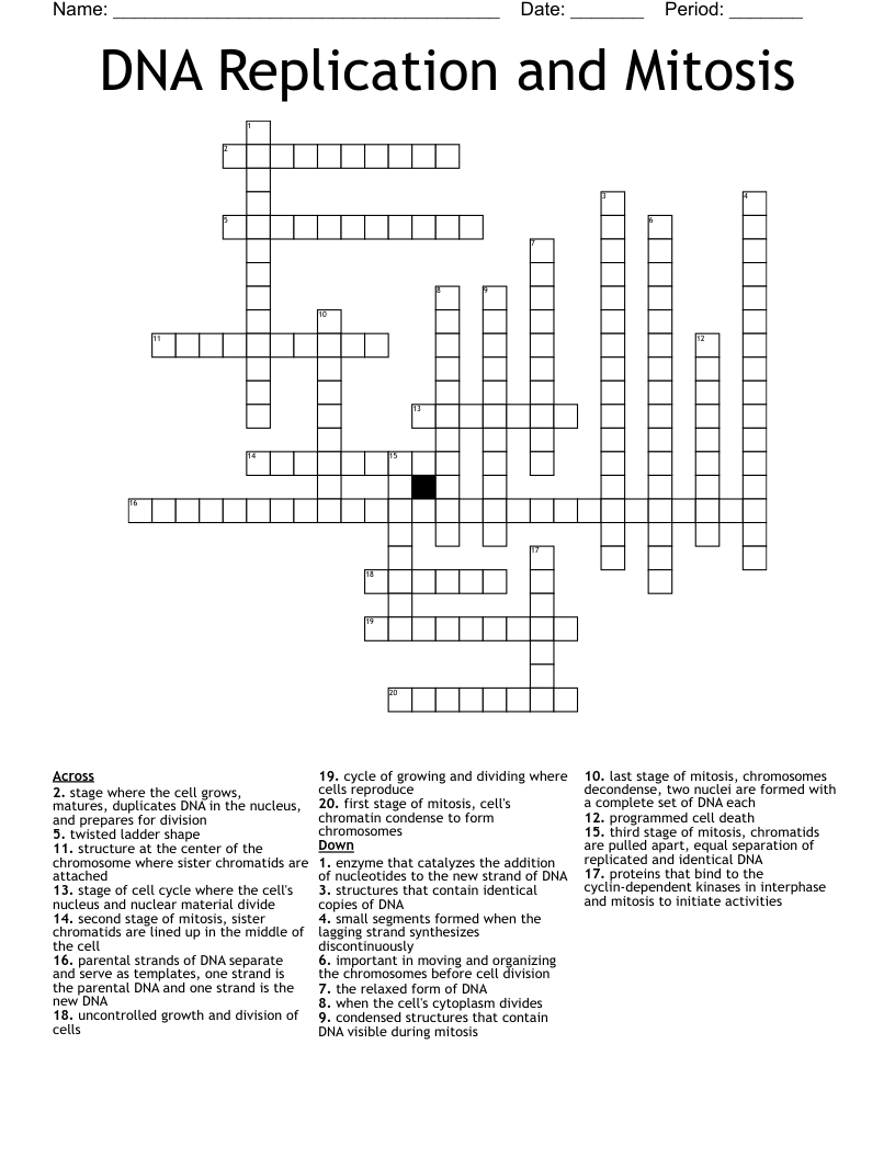 DNA Replication and Mitosis Crossword