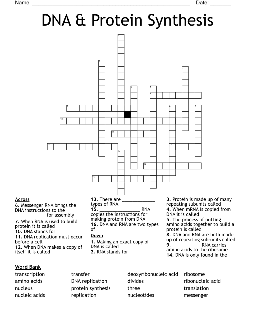 DNA & Protein Synthesis Crossword