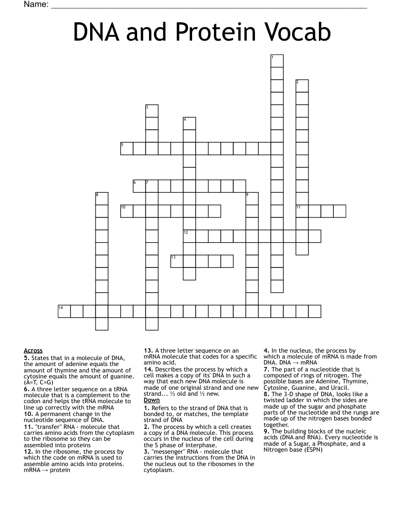 DNA and Protein Vocab Crossword