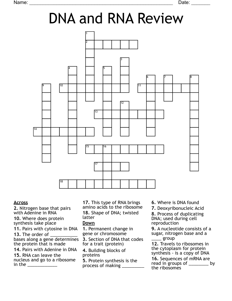 DNA and RNA Review Crossword
