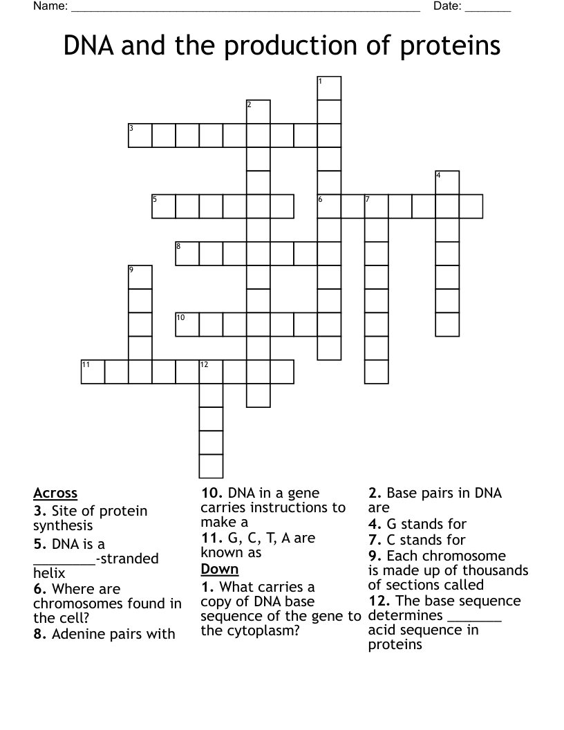 DNA and the production of proteins  Crossword