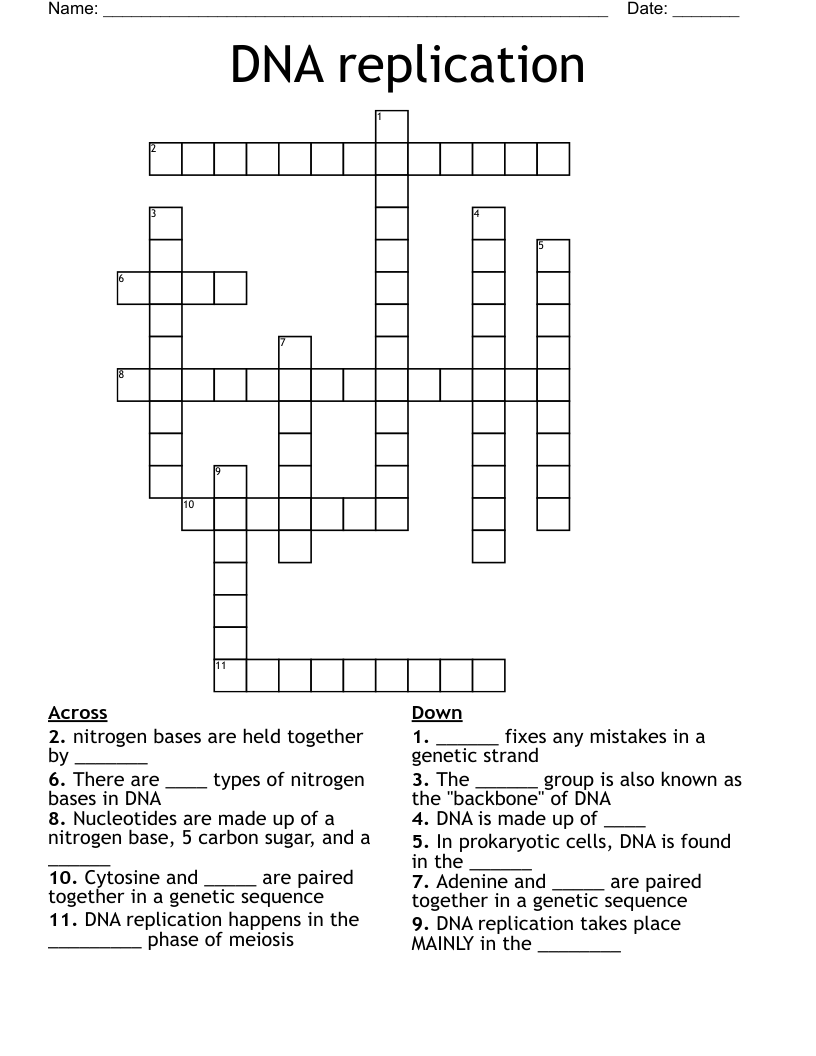 DNA replication Crossword