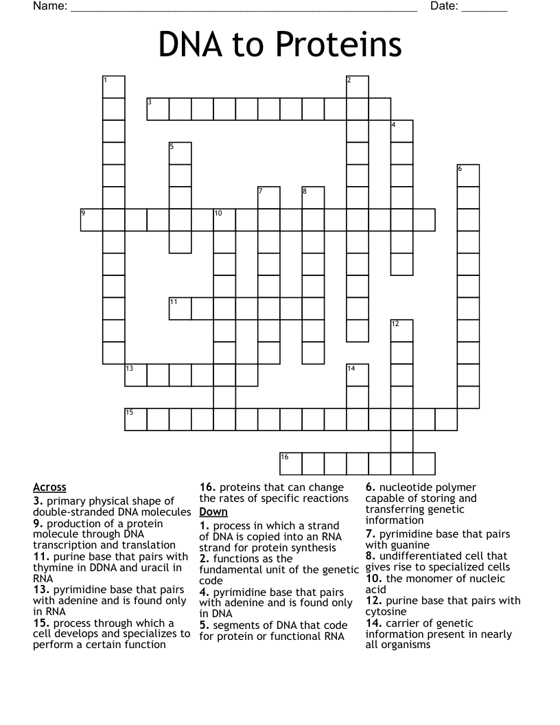 DNA to Proteins Crossword