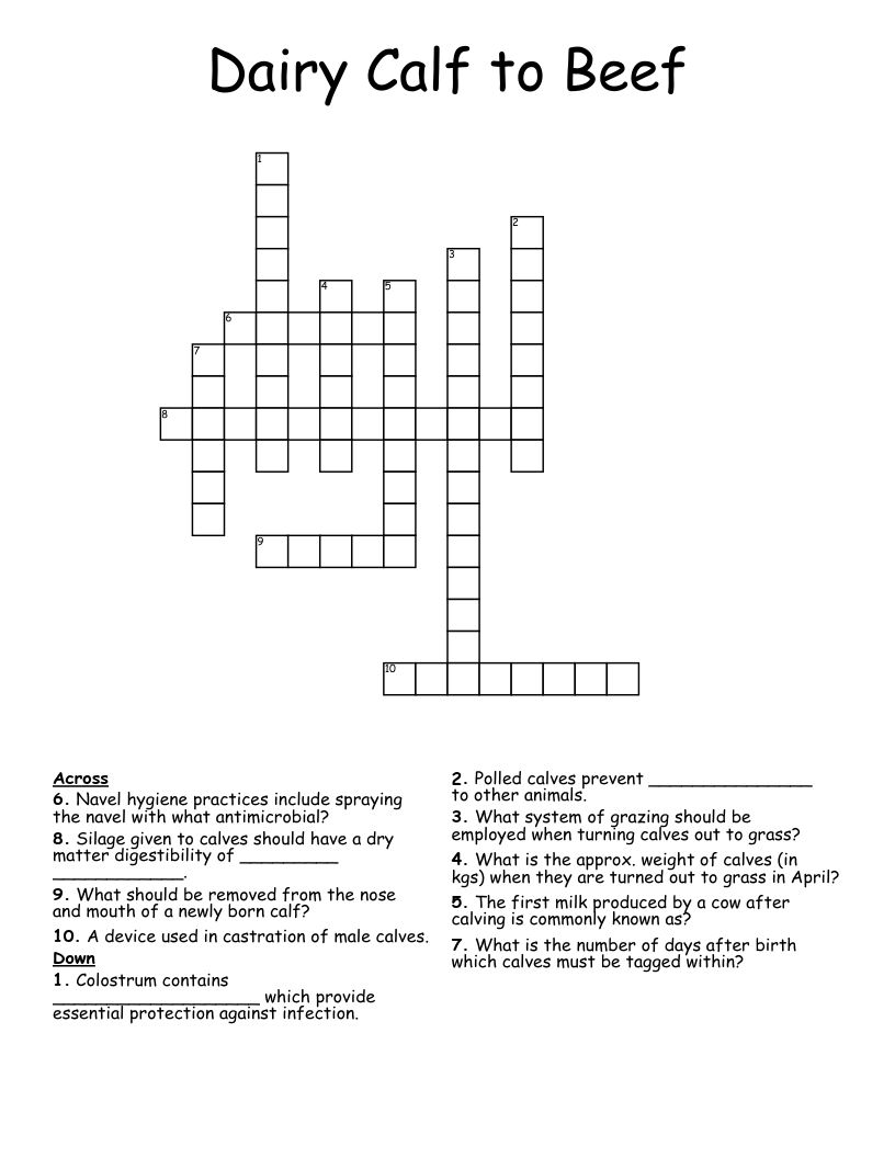 Dairy Calf to Beef Crossword