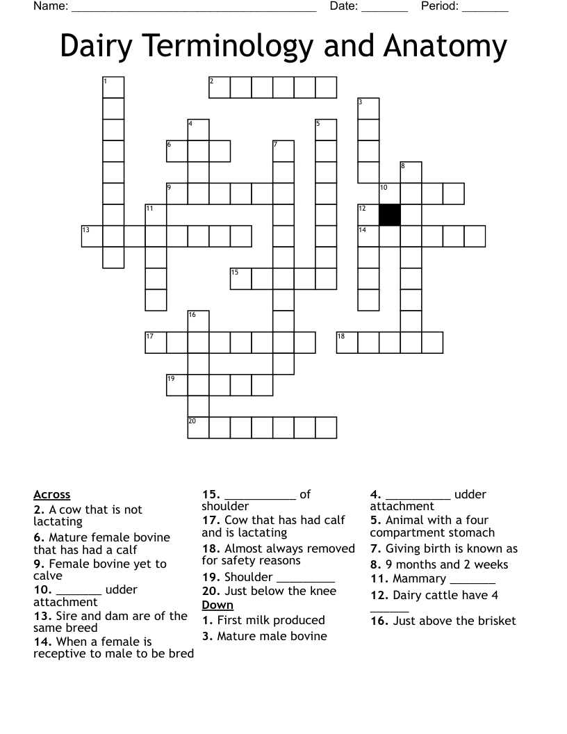 Dairy Terminology and Anatomy Crossword
