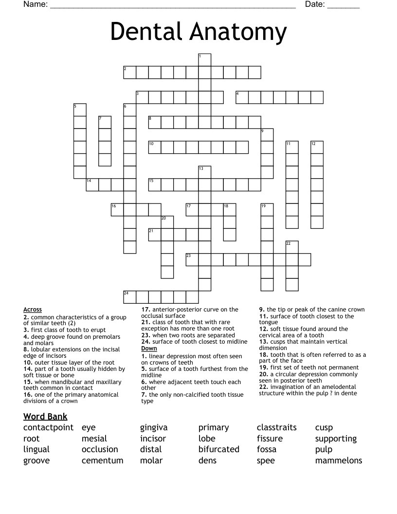 Dental Anatomy Crossword