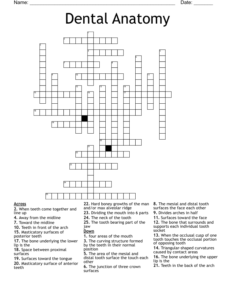 Dental Anatomy Crossword