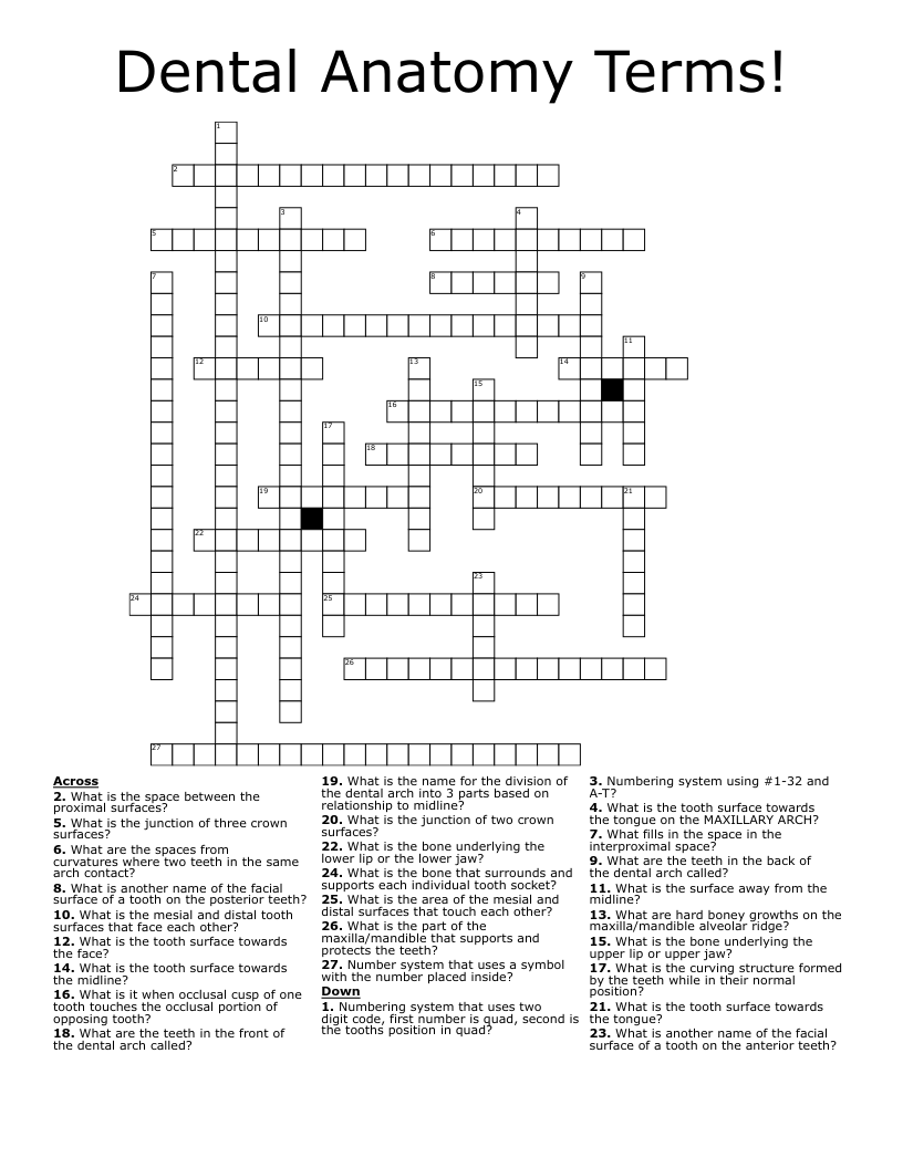 Dental Anatomy Terms!  Crossword
