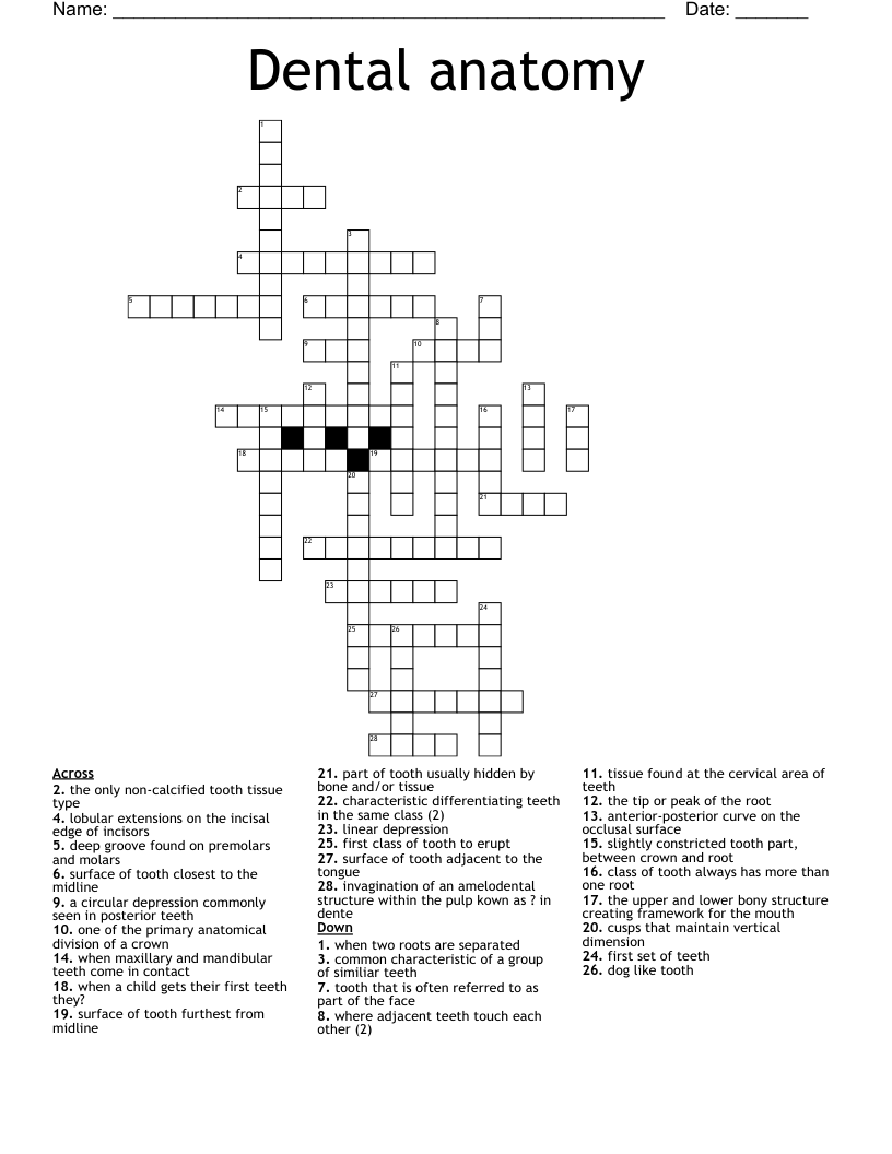 Dental anatomy Crossword