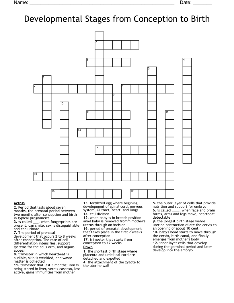 Developmental Stages from Conception to Birth Crossword