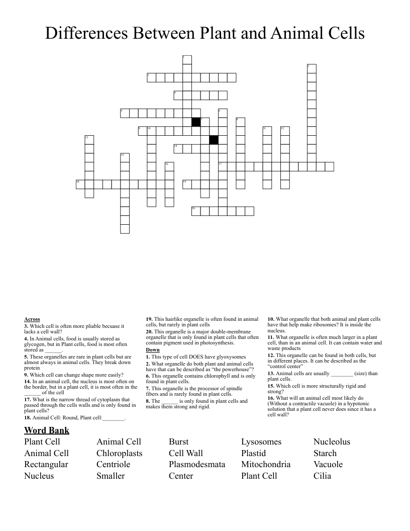 Differences Between Plant and Animal Cells  Crossword