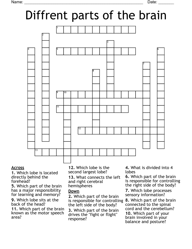 Diffrent parts of the brain  Crossword