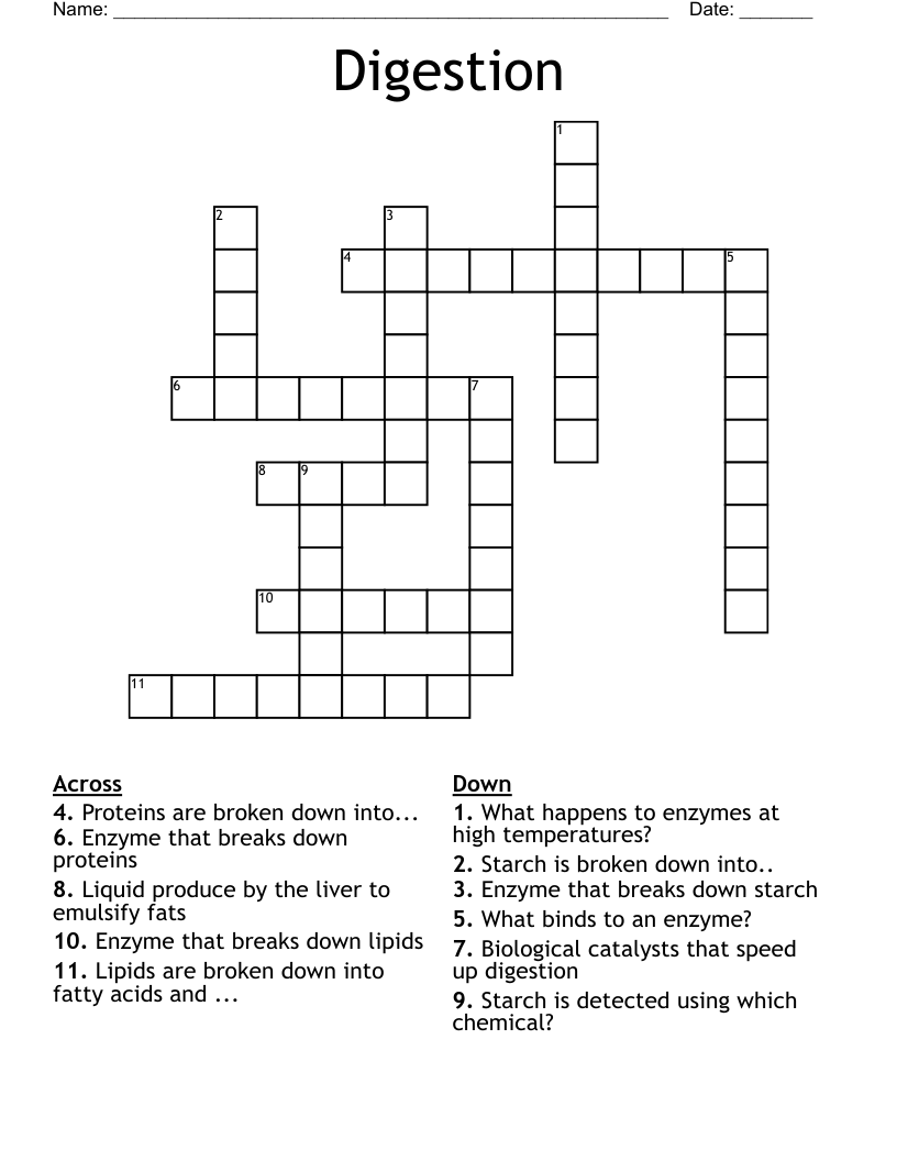 Digestion Crossword