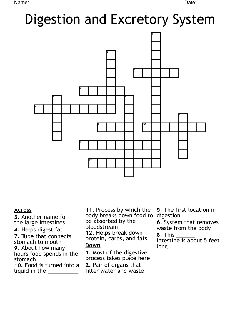 Digestion and Excretory System Crossword