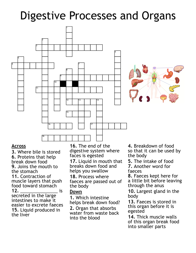 Digestive Processes and Organs Crossword