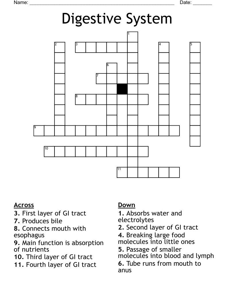 Digestive System Crossword