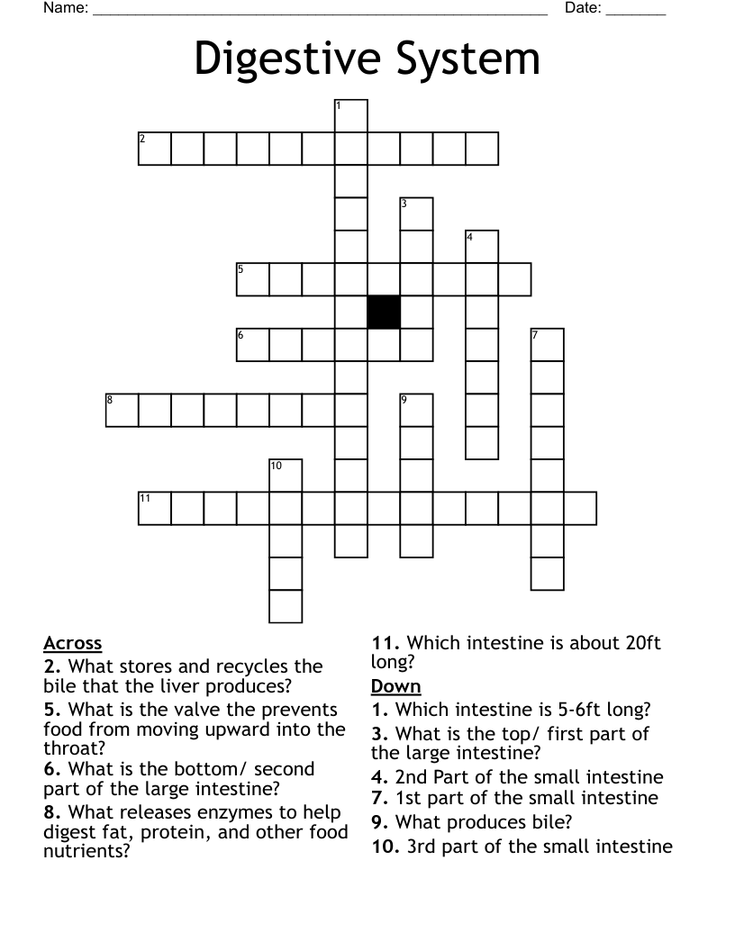 Digestive System Crossword