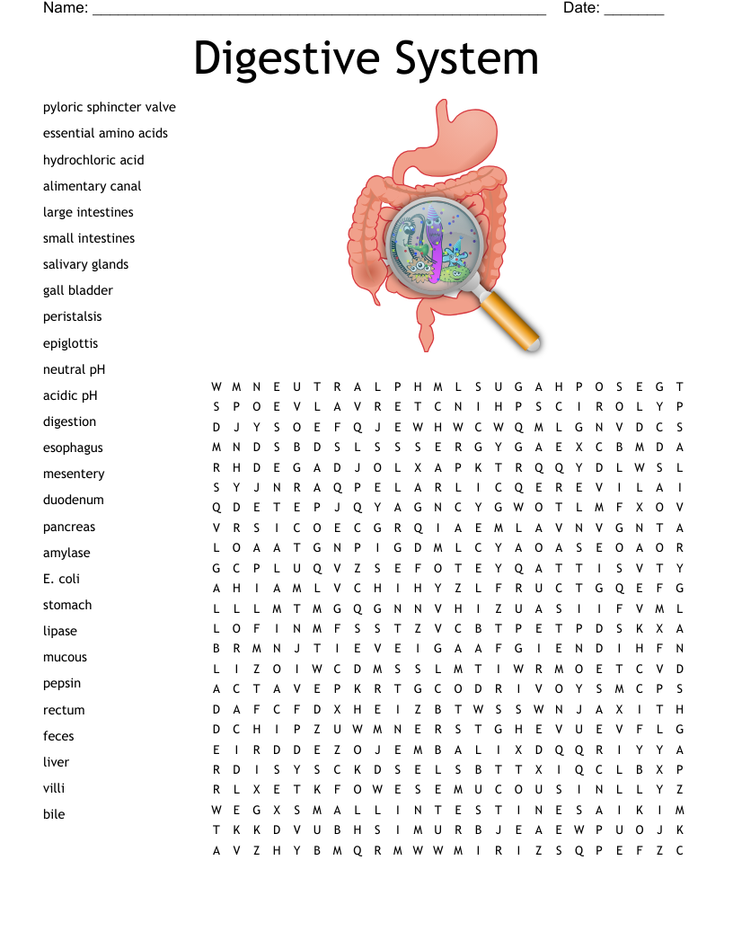 Digestive System Word Search