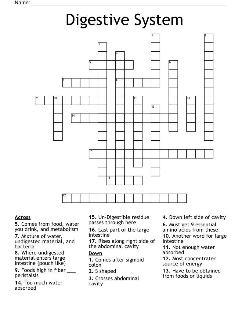 Digestive System Crossword