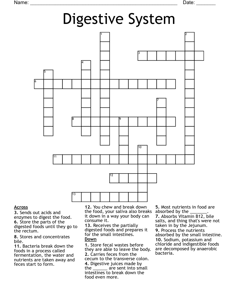 Digestive System Crossword