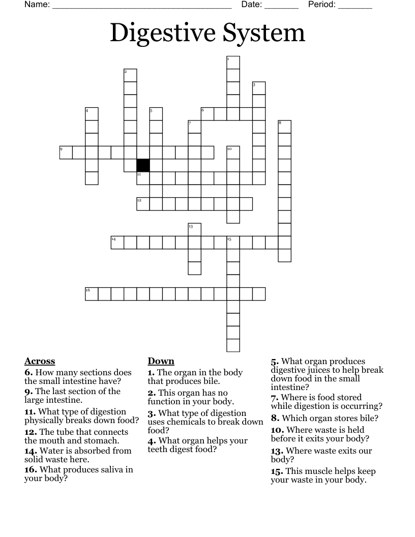 Digestive System Crossword