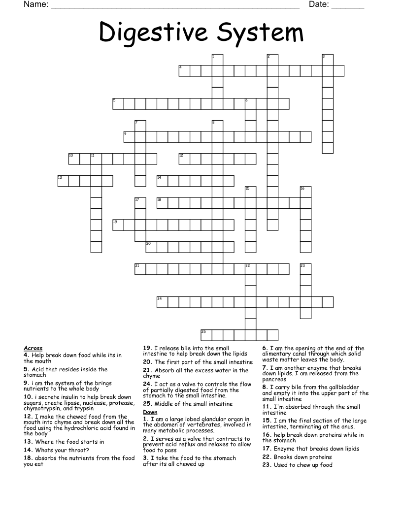 Digestive System Crossword