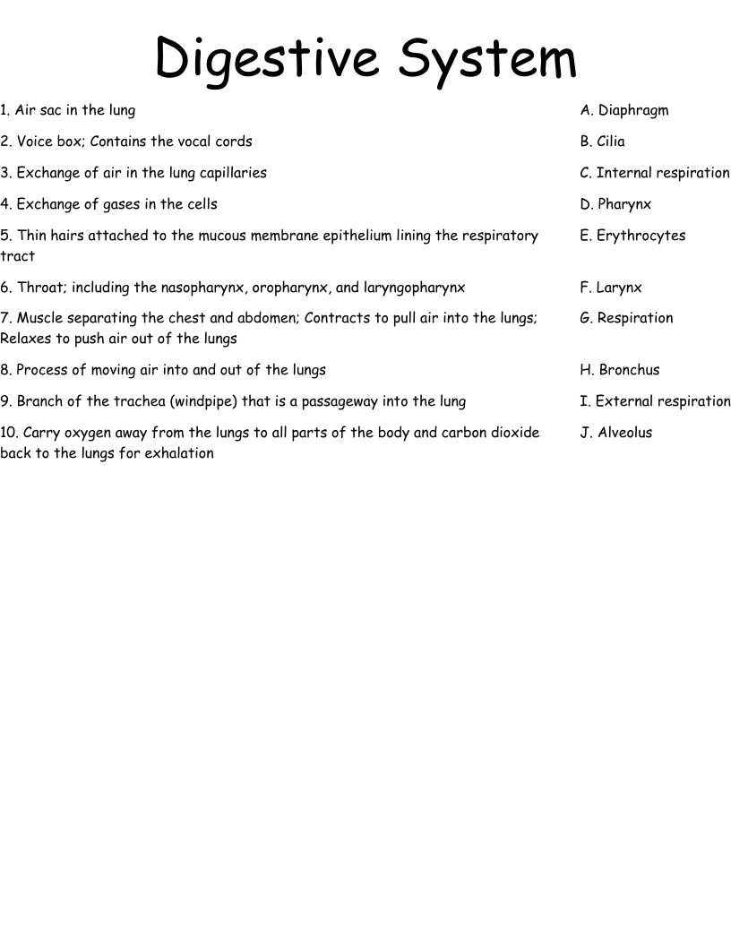 Digestive System Worksheet