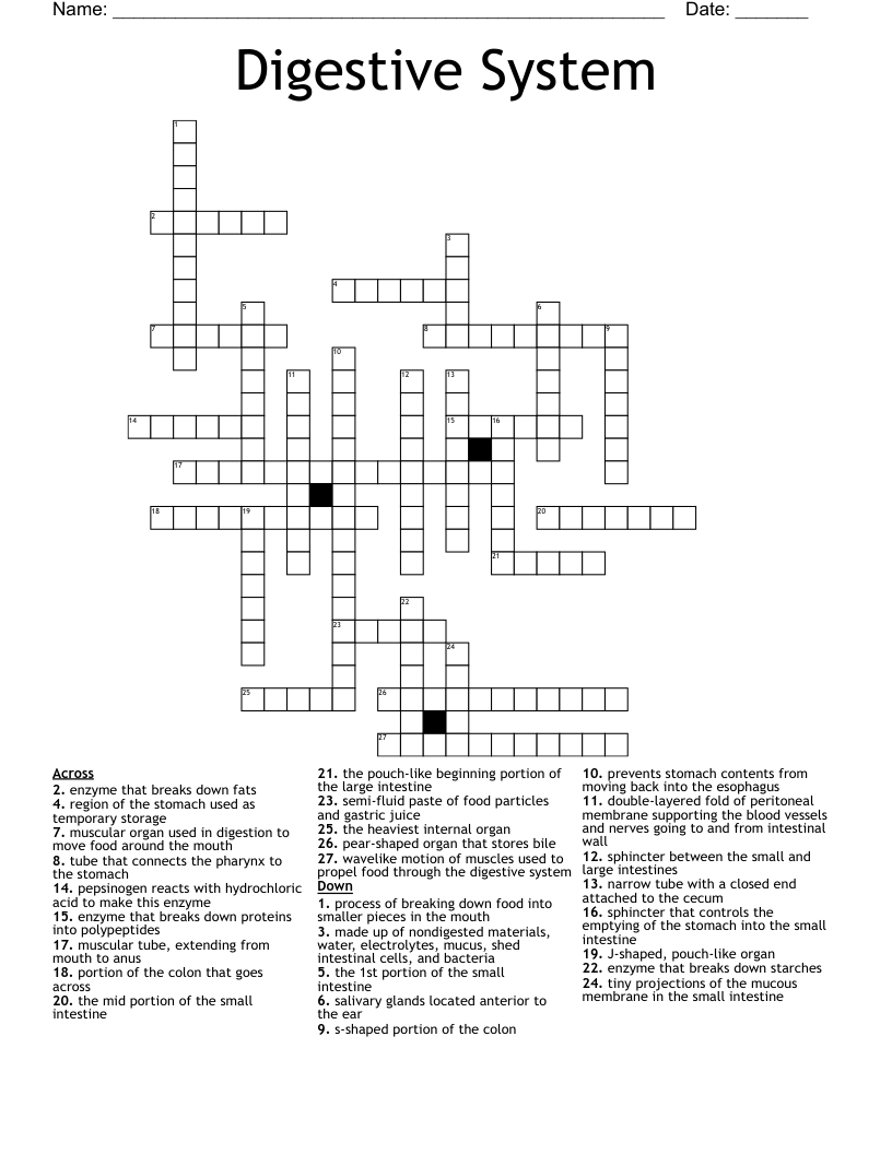 Digestive System Crossword
