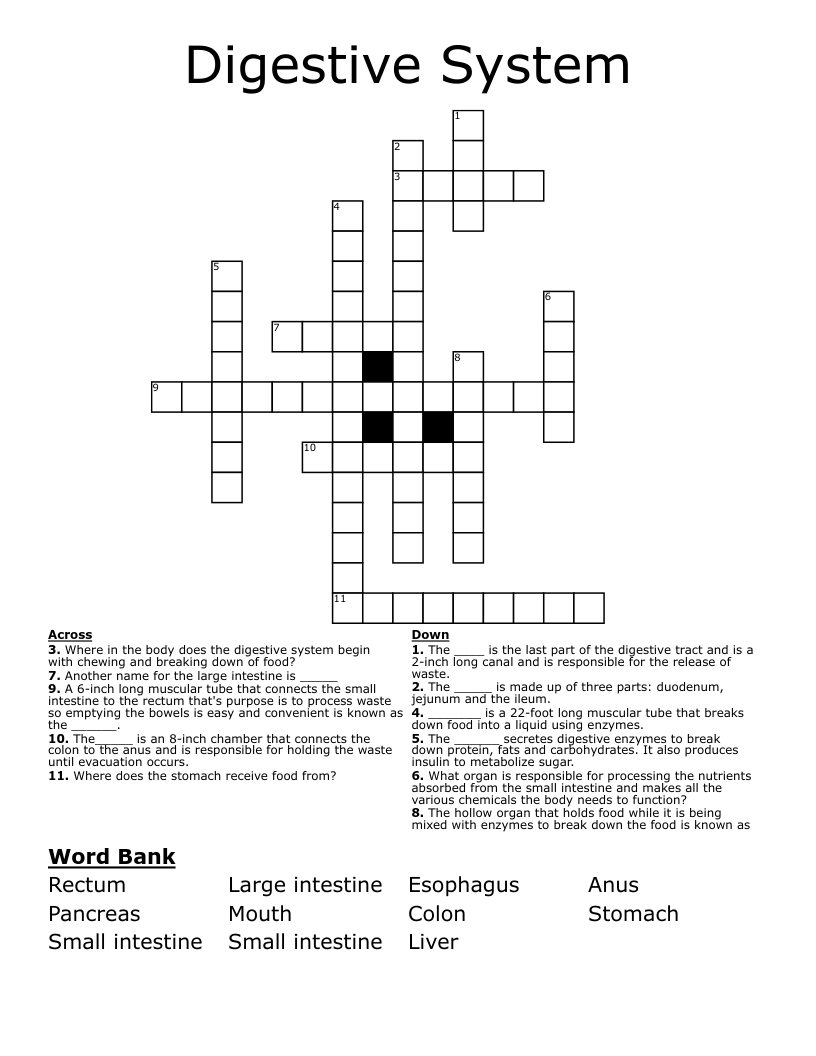 Digestive System Crossword
