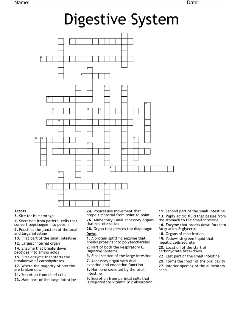 Digestive System Crossword