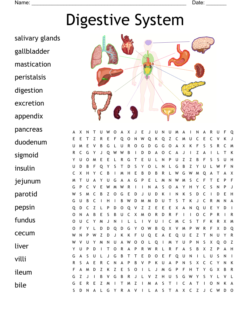 Digestive System Word Search