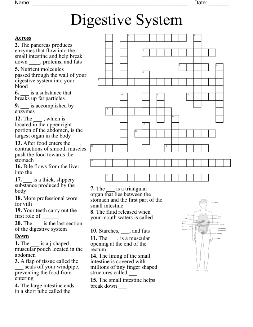 Digestive System Crossword