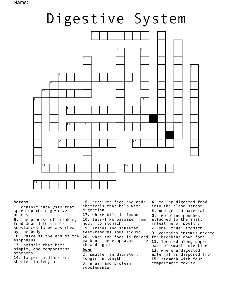 Digestive System Crossword