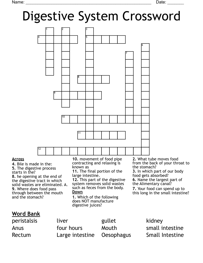 Digestive System Crossword