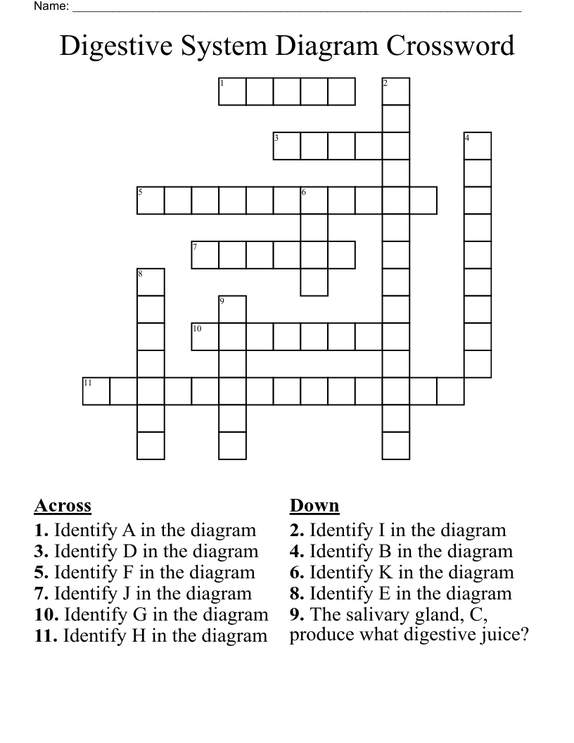 Digestive System Diagram Crossword
