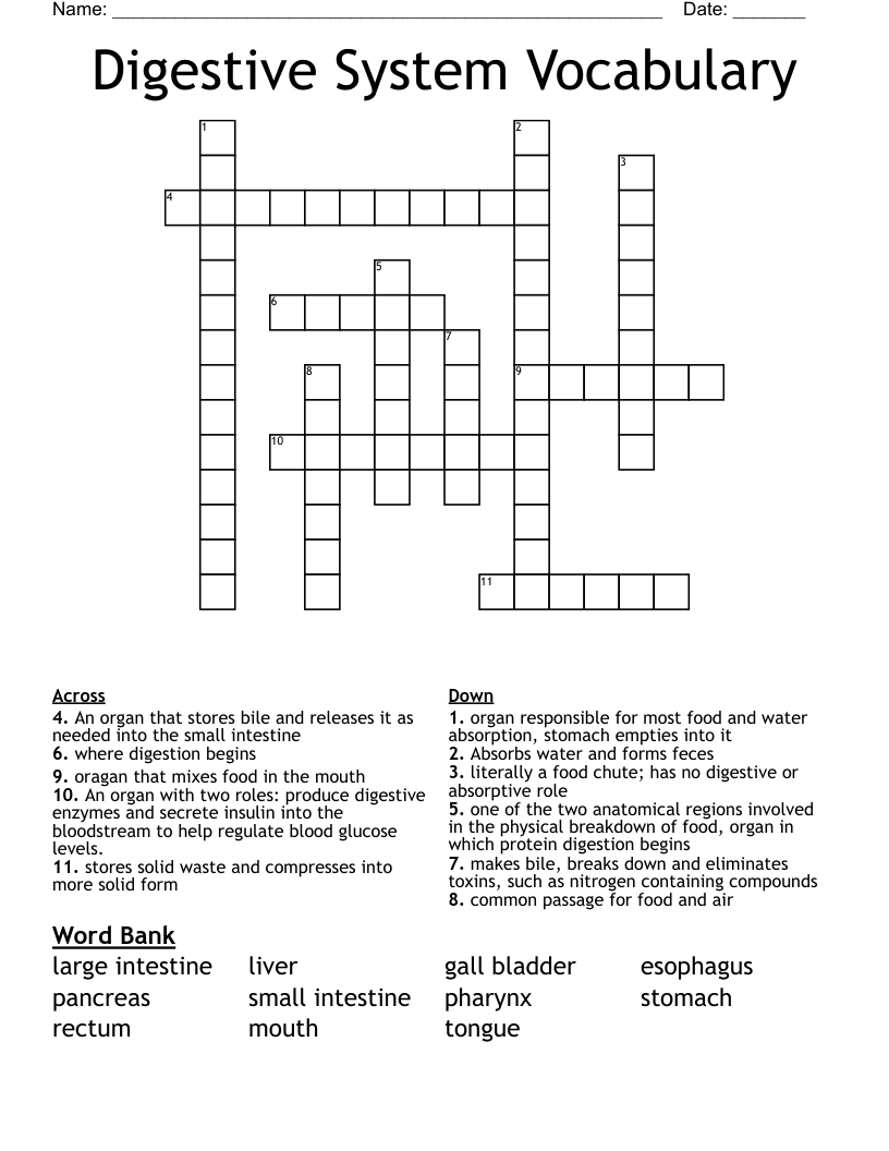 Digestive System Vocabulary Crossword