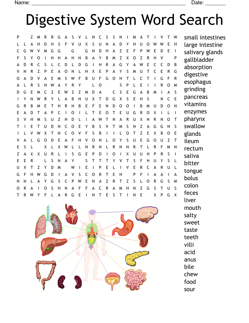 Digestive System Word Search