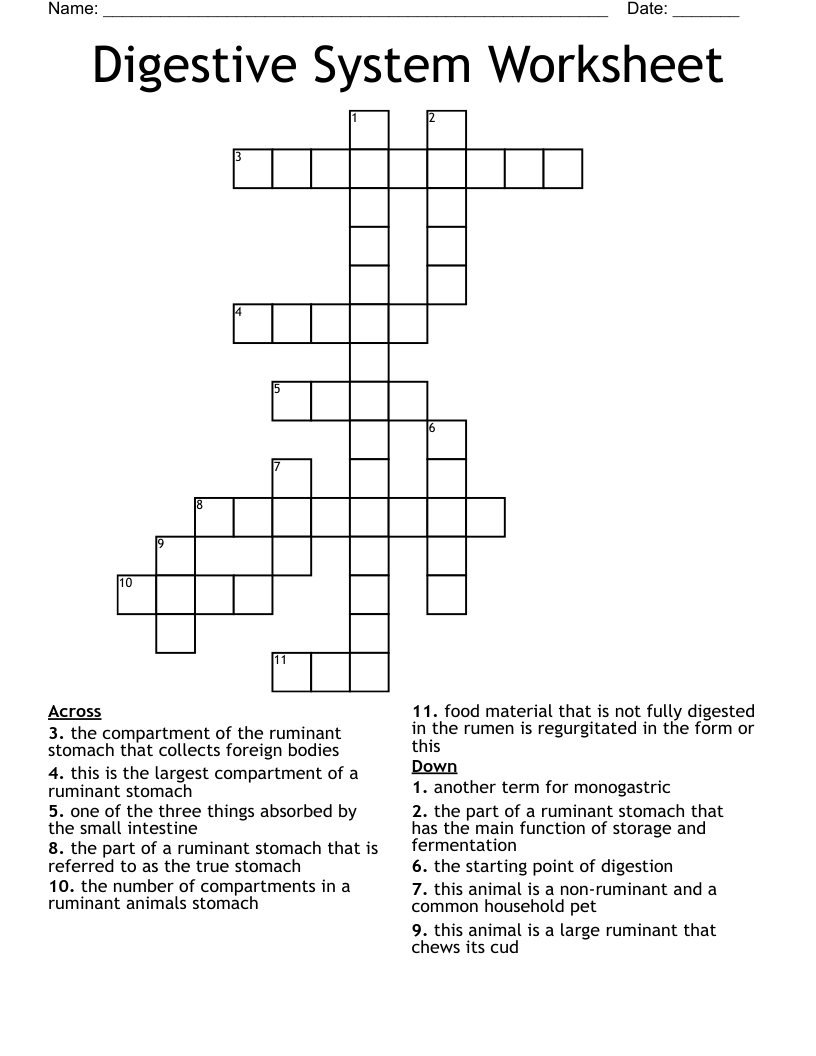 Digestive System Worksheet  Crossword