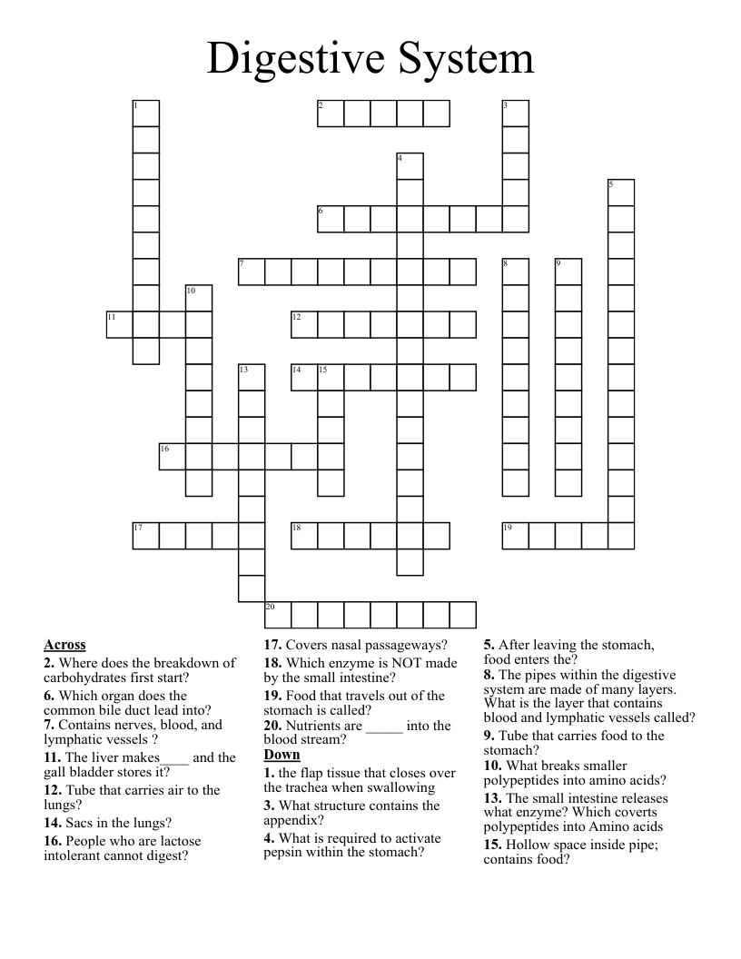 Digestive System  Crossword