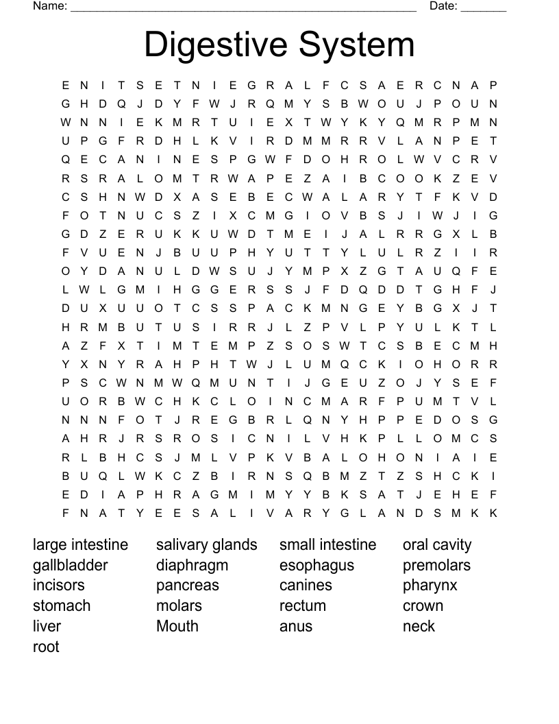 Digestive System  Word Search
