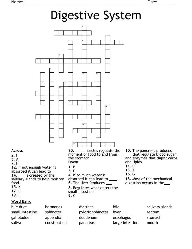Digestive System  Crossword